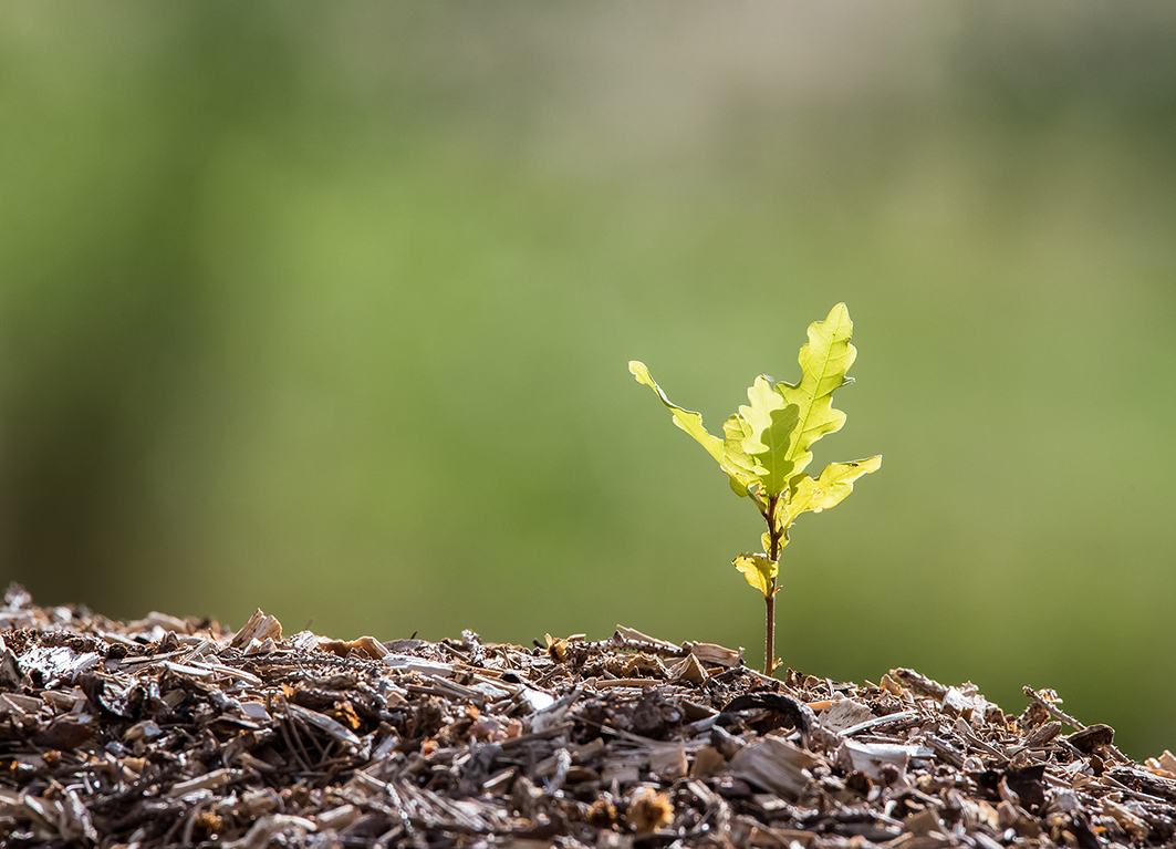 Eichekeimling in Mulchboden vor grünem, verschwommenem Hintergrund